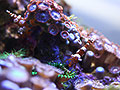 Кораллы морского нано аквариума
