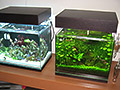 Нано аквариум.